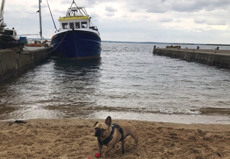 May Day British Beach trip avec&nbsp;pooch!