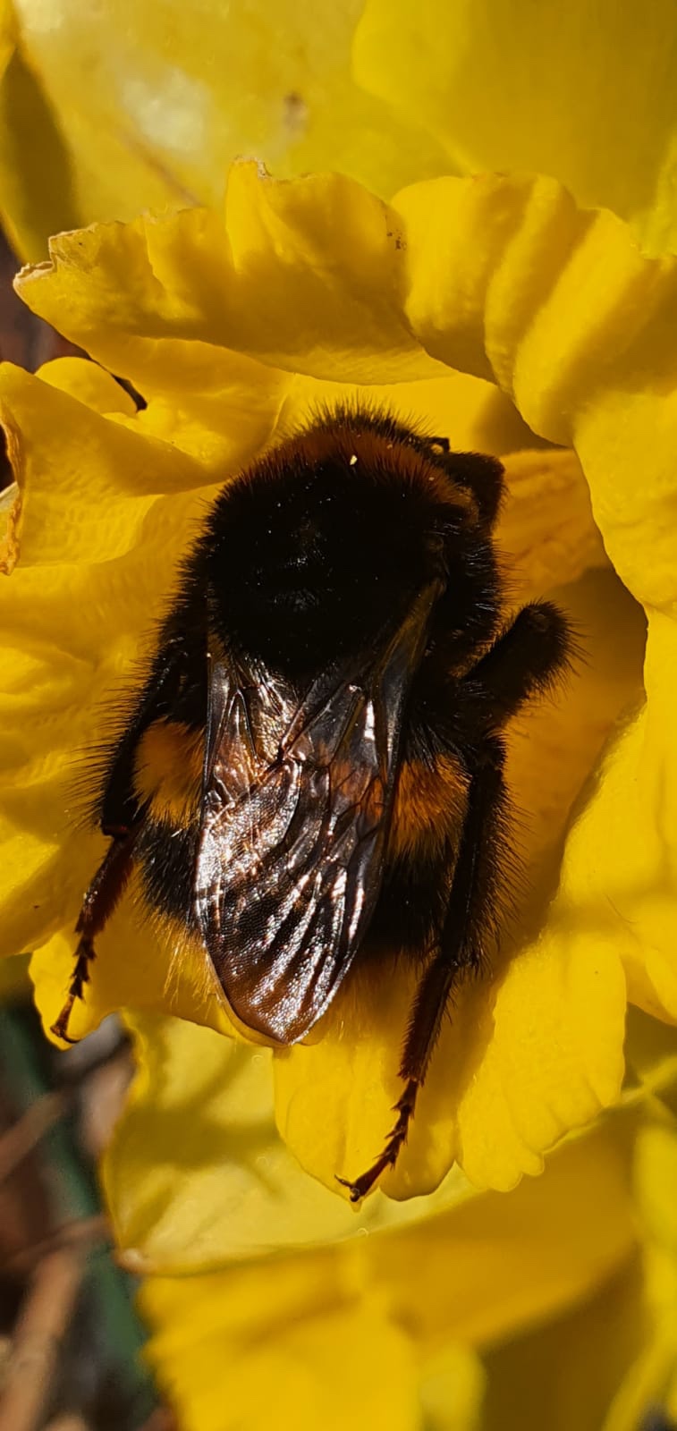 A moment in time: bee&nbsp;thoughtful