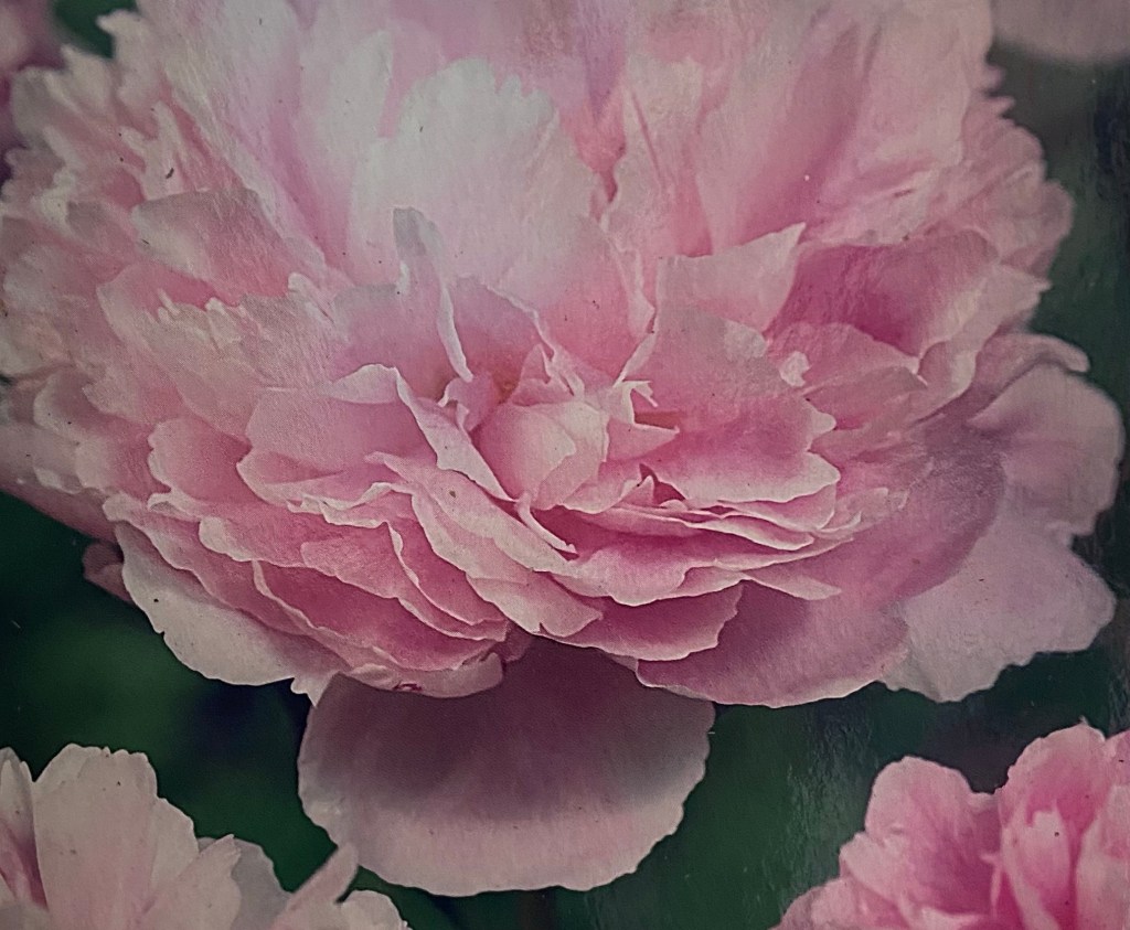 Garden update: new bulbs