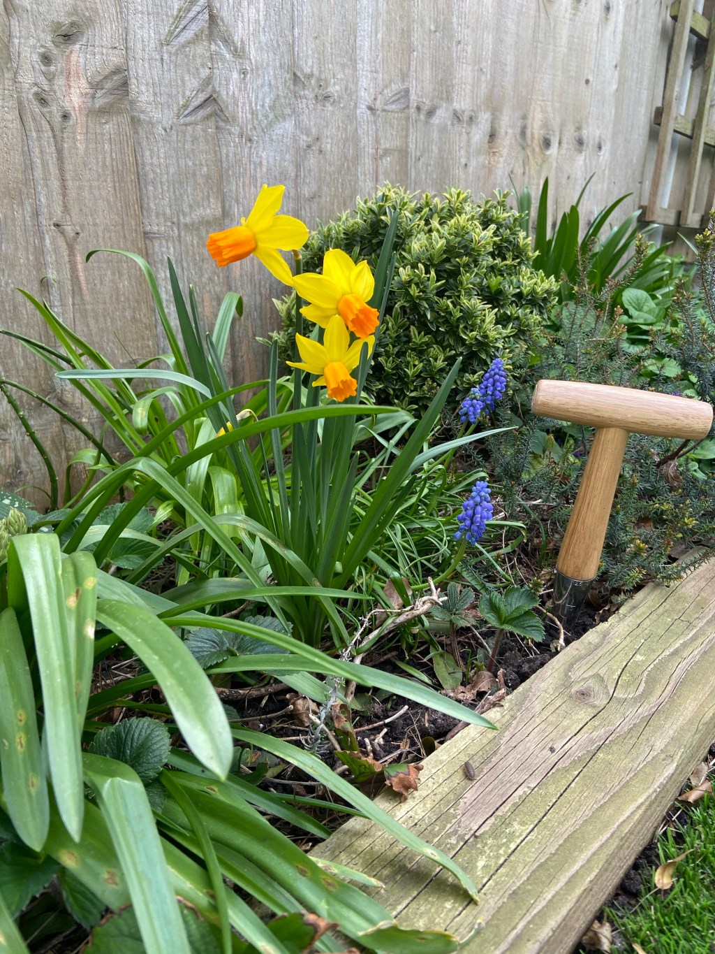 Spring time in the garden