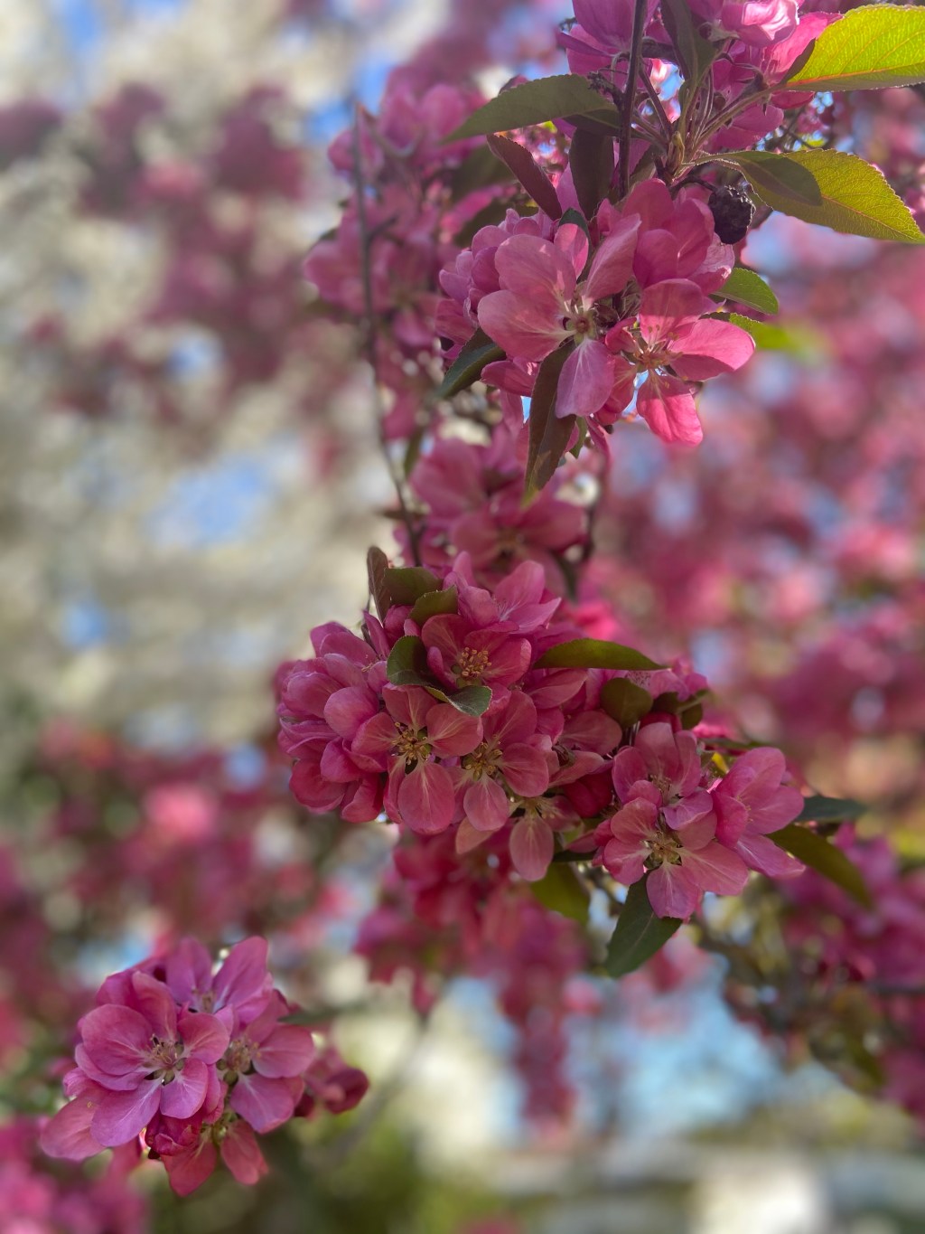 In the garden: seeking&nbsp;advice