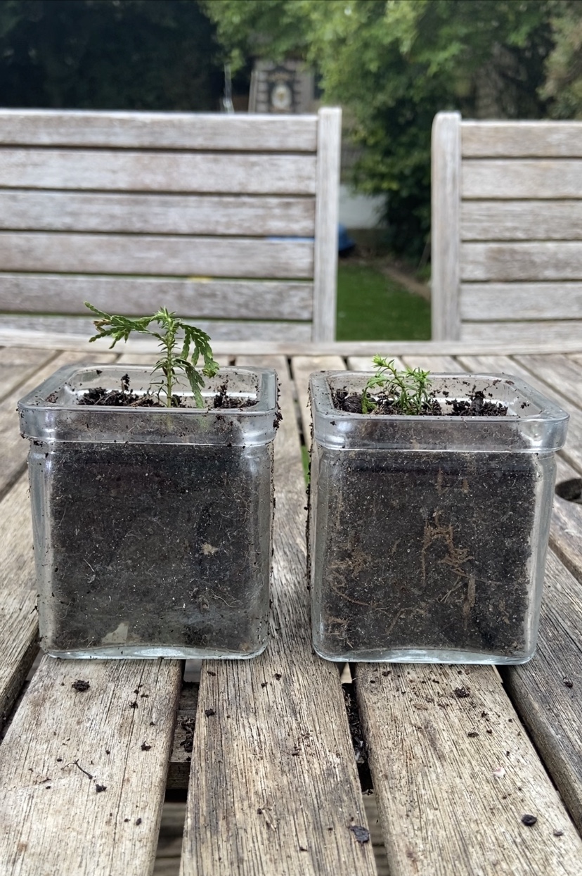 Two for Joy: Bonsai Conifer trees