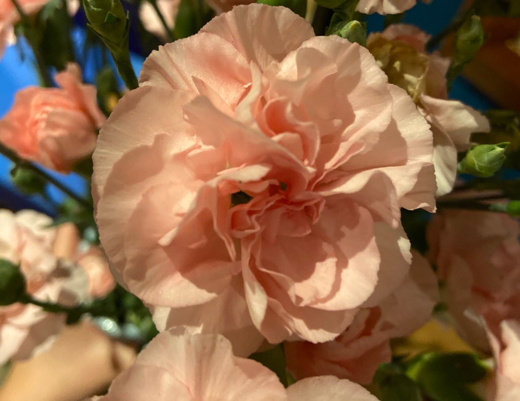 A moment in time: carnations deserve more