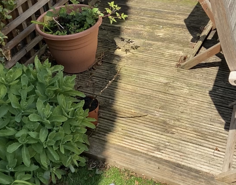 Summer project: it’s time to tackle the&nbsp;decking