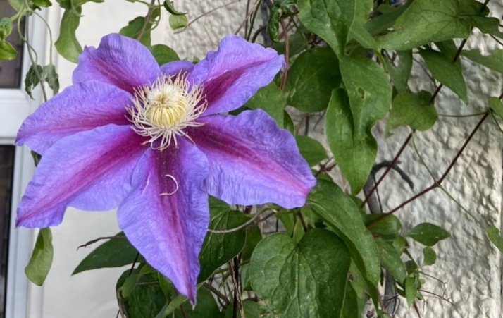 My 5 things I wish I knew about gardening at the&nbsp;beginning