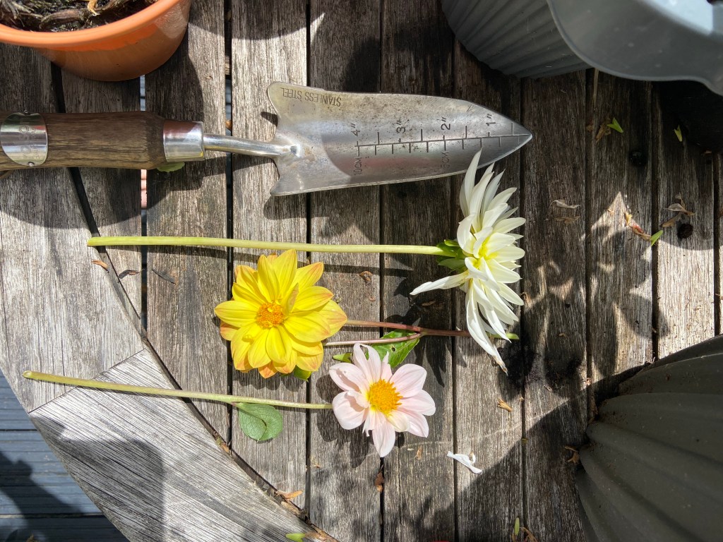 My garden is in&nbsp;bloom