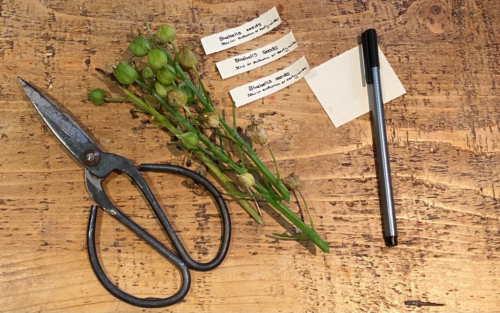 Collecting my English Bluebells&nbsp;seeds