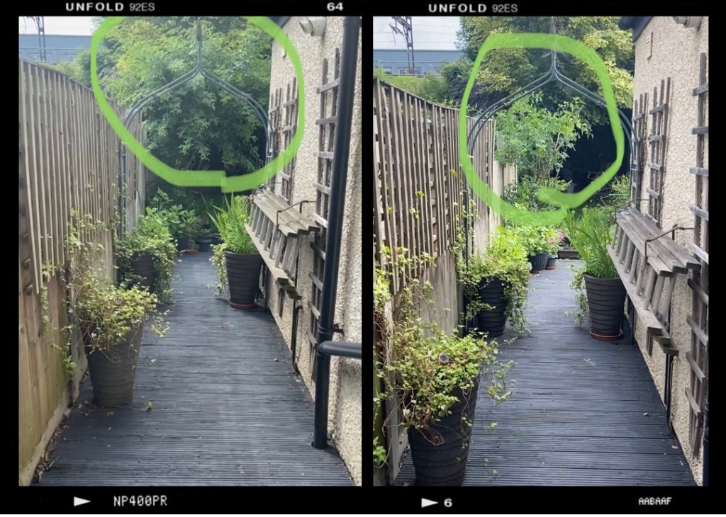 Tackling my rose&nbsp;bush