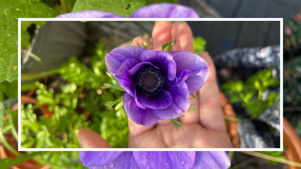 A moment in time: how does your garden&nbsp;grow