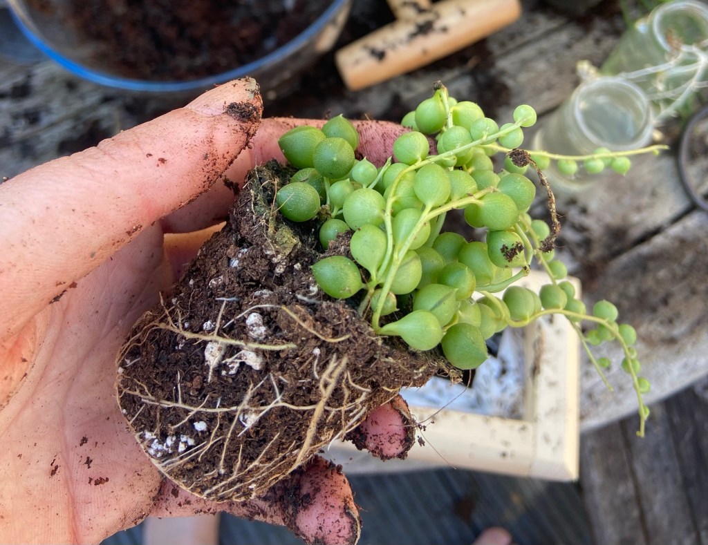 Four new house&nbsp;plants