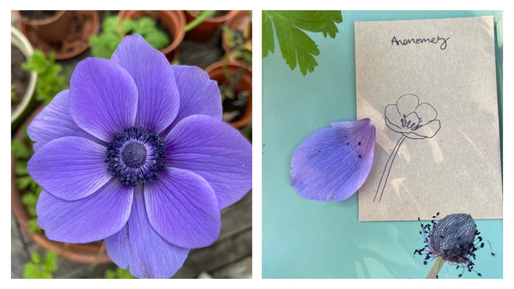 Garden series part 4: collecting&nbsp;seeds