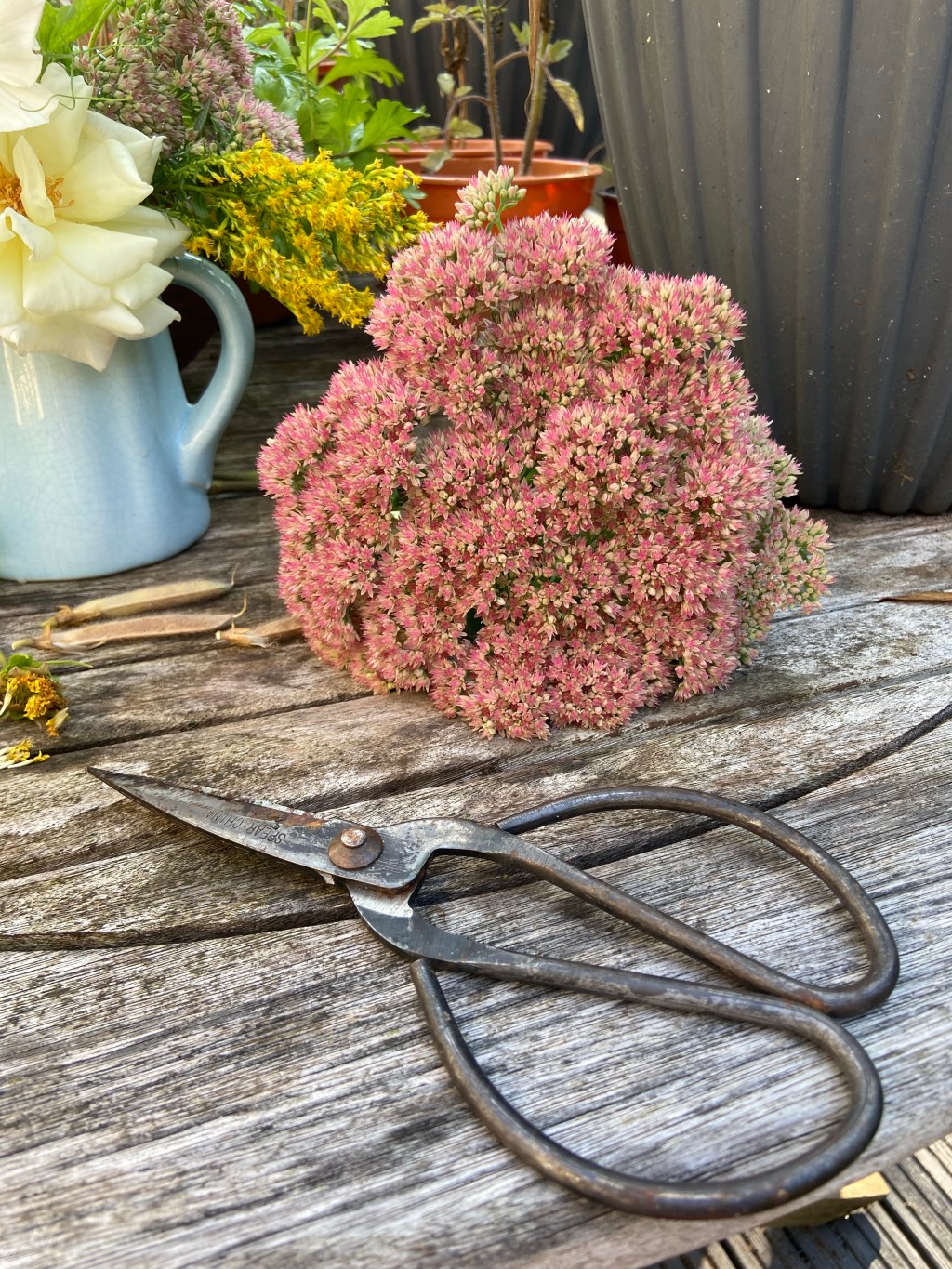 Off the hook: drying&nbsp;sedums