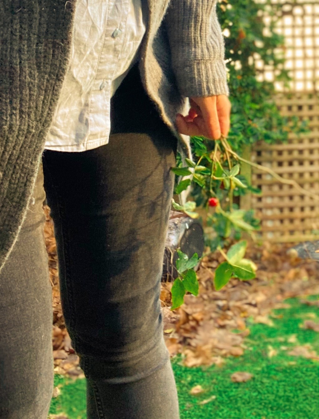 A walk round the&nbsp;garden