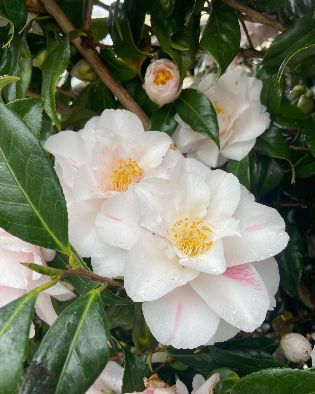 23. Red and white…. Happy St George’s day