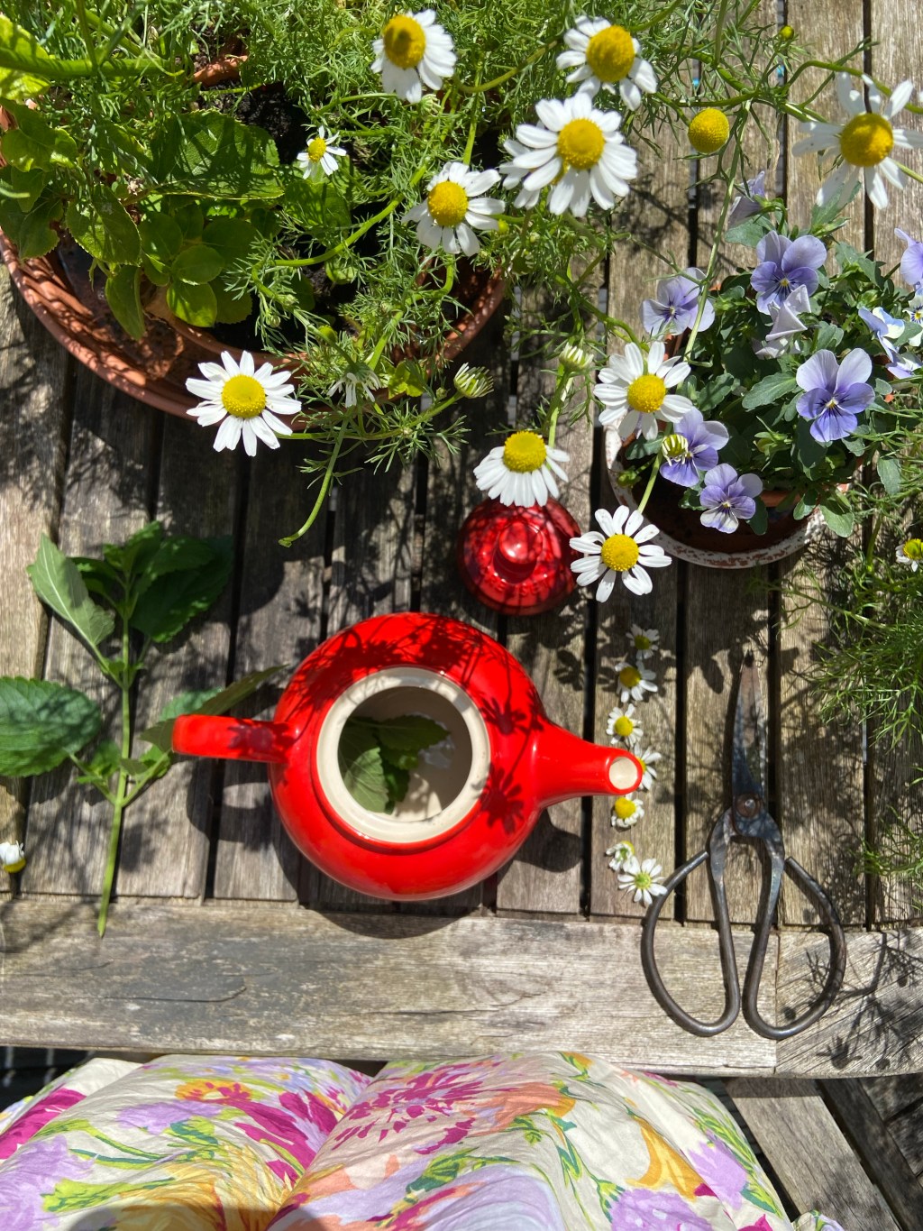 Growing my own&nbsp;tea