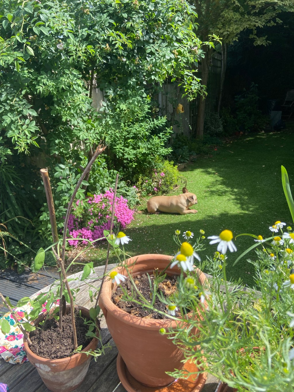 Moment in time: Hot&nbsp;Dogs