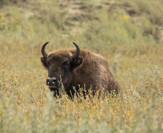 Moment in time: bringing home the&nbsp;bison
