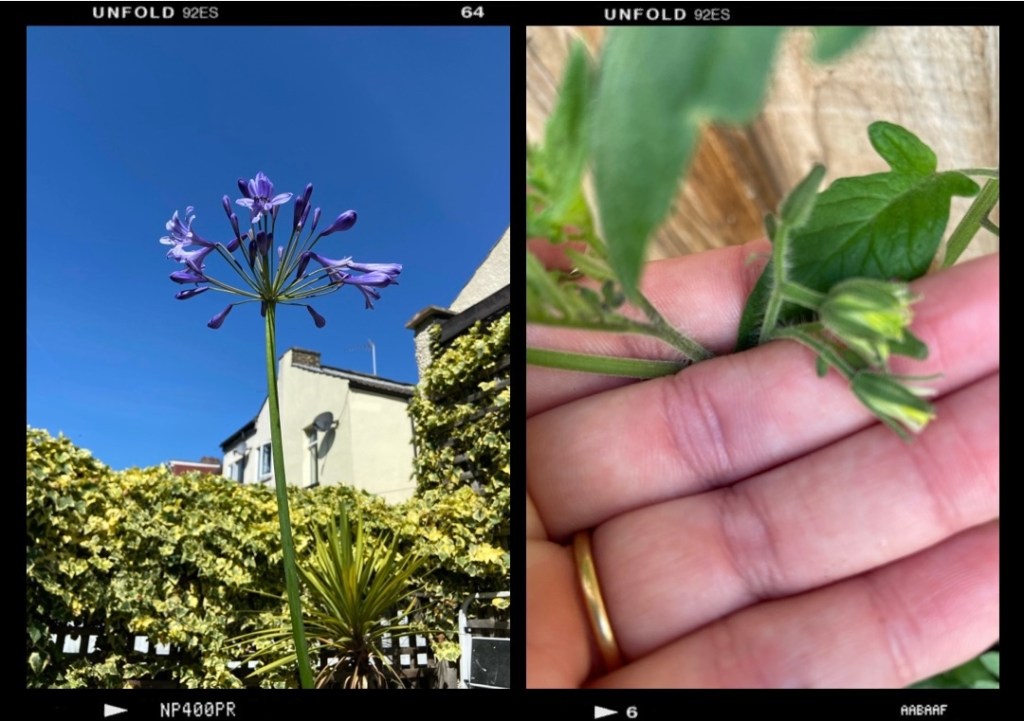 Patience in the garden: 3 little&nbsp;wins