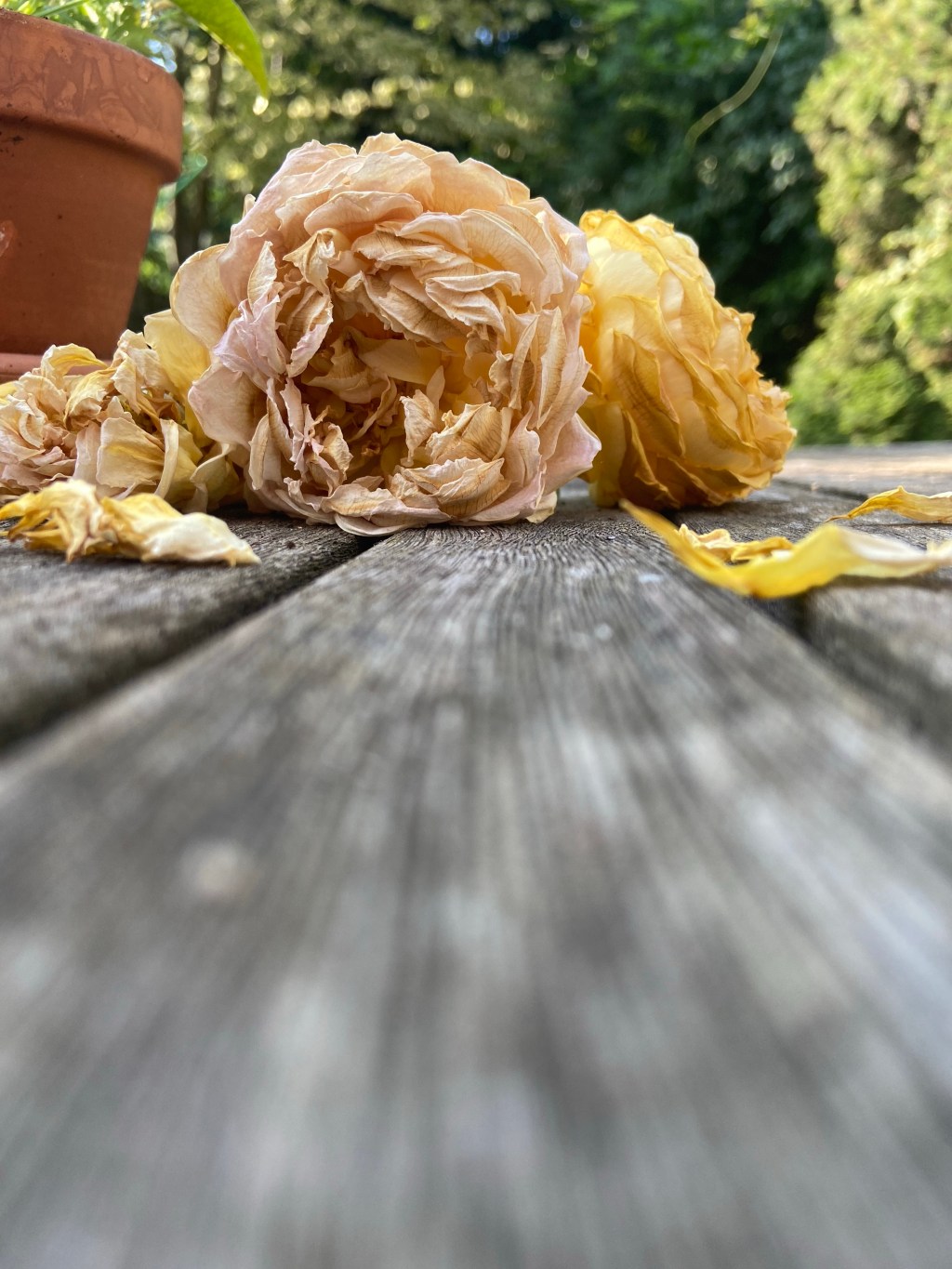 Healthy habits: Ten minute meditation in the&nbsp;garden