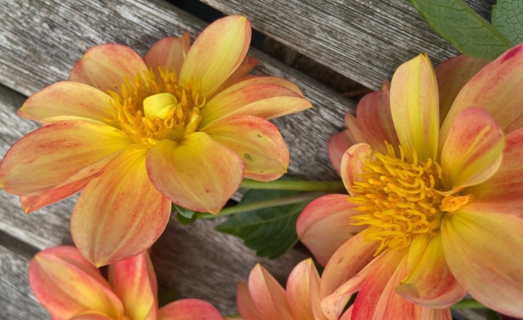 Harvesting my garden