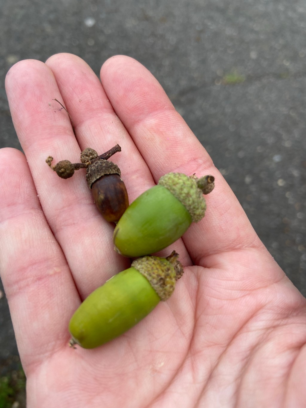 I collect feathers on my&nbsp;walk