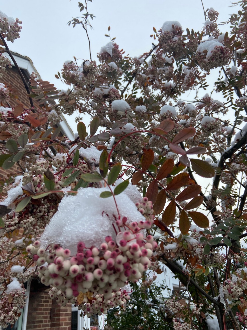 Having a few perfect Christmas&nbsp;moments