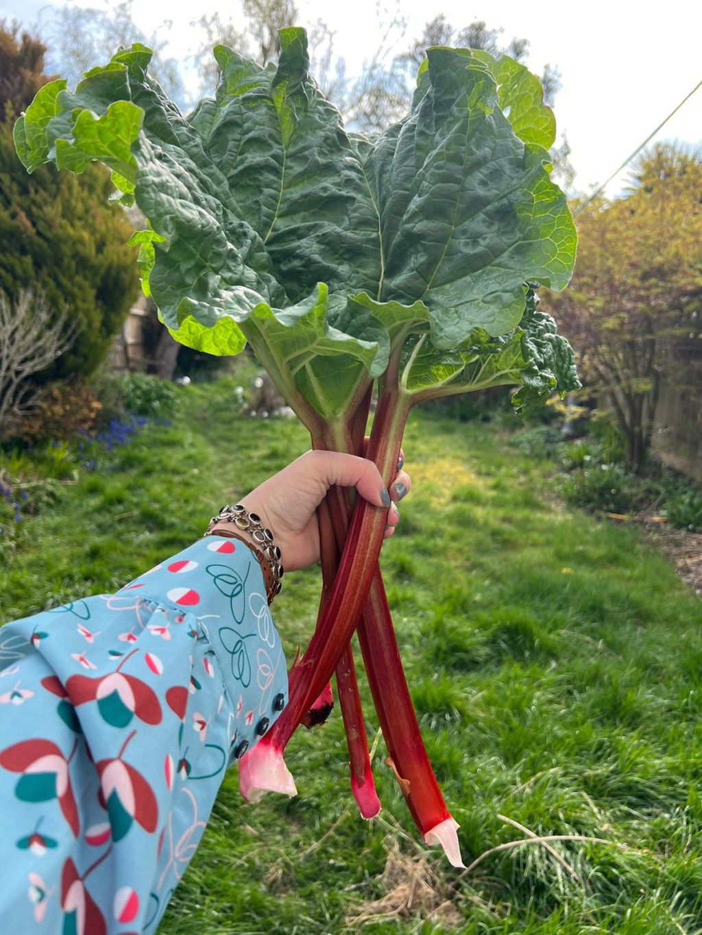Kitchen garden or&nbsp;allotment?