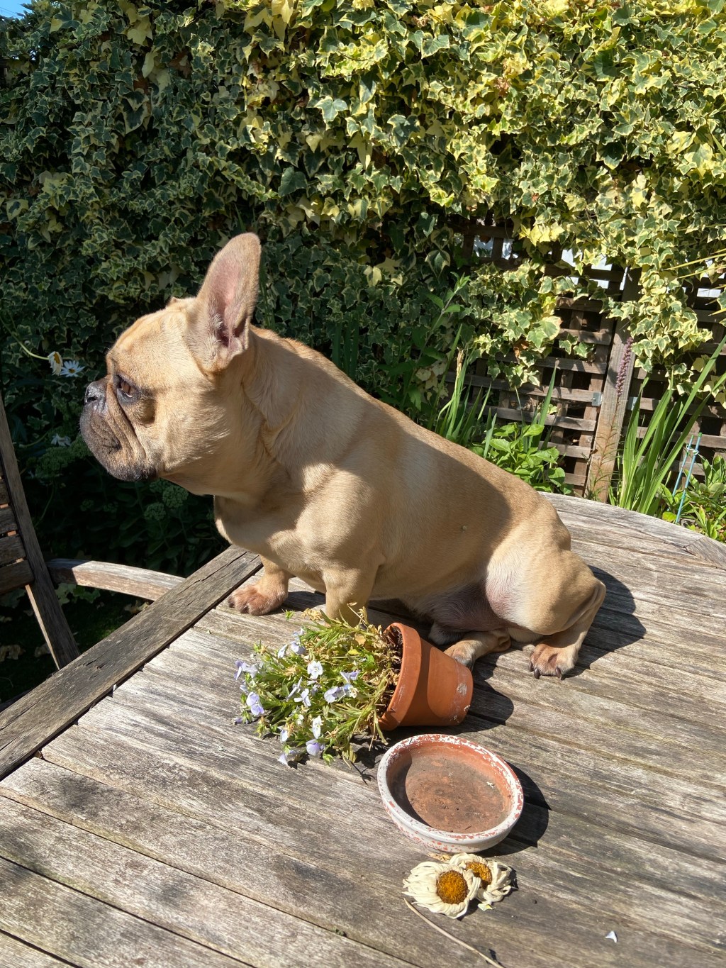 Can you take your dog to York for a city&nbsp;break?