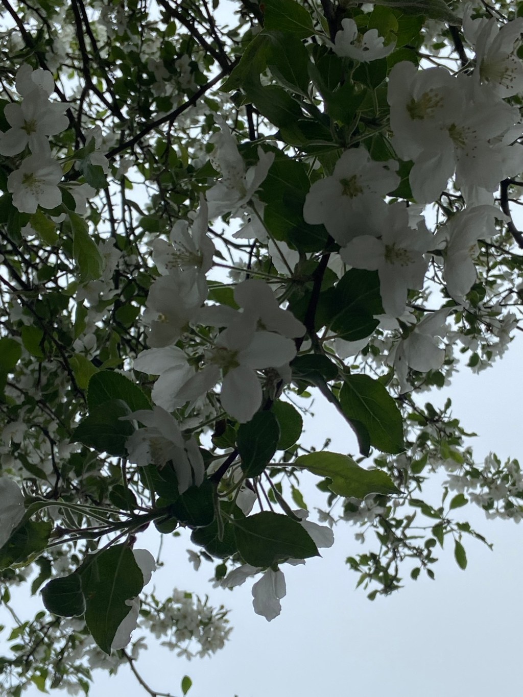 Gardening: a space to lose my daily&nbsp;stresses