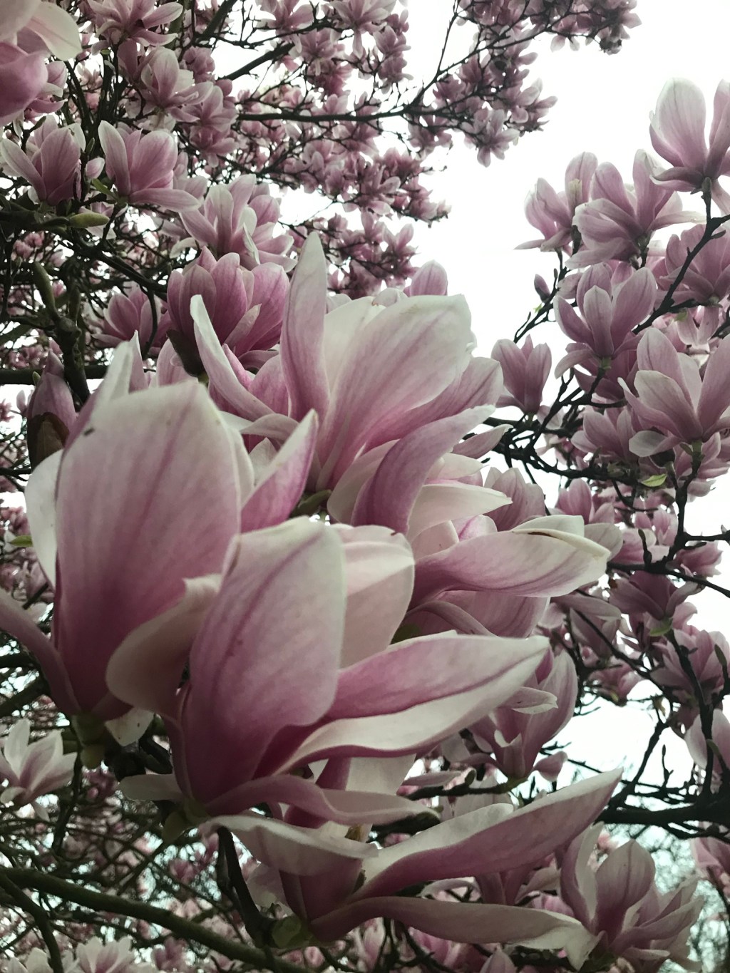 It’s magnolia season and I am here for&nbsp;it