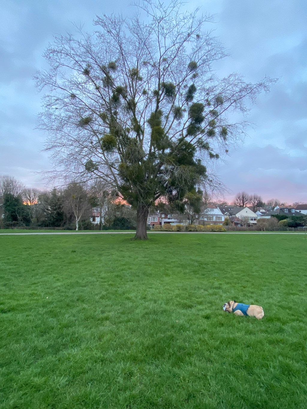 Day 8 of no social media: a few things I am grateful&nbsp;for