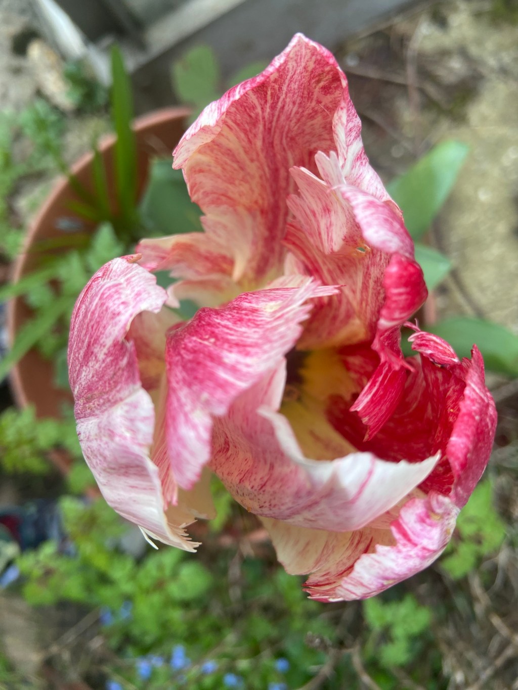 If only gardening was an Olympic&nbsp;sport?