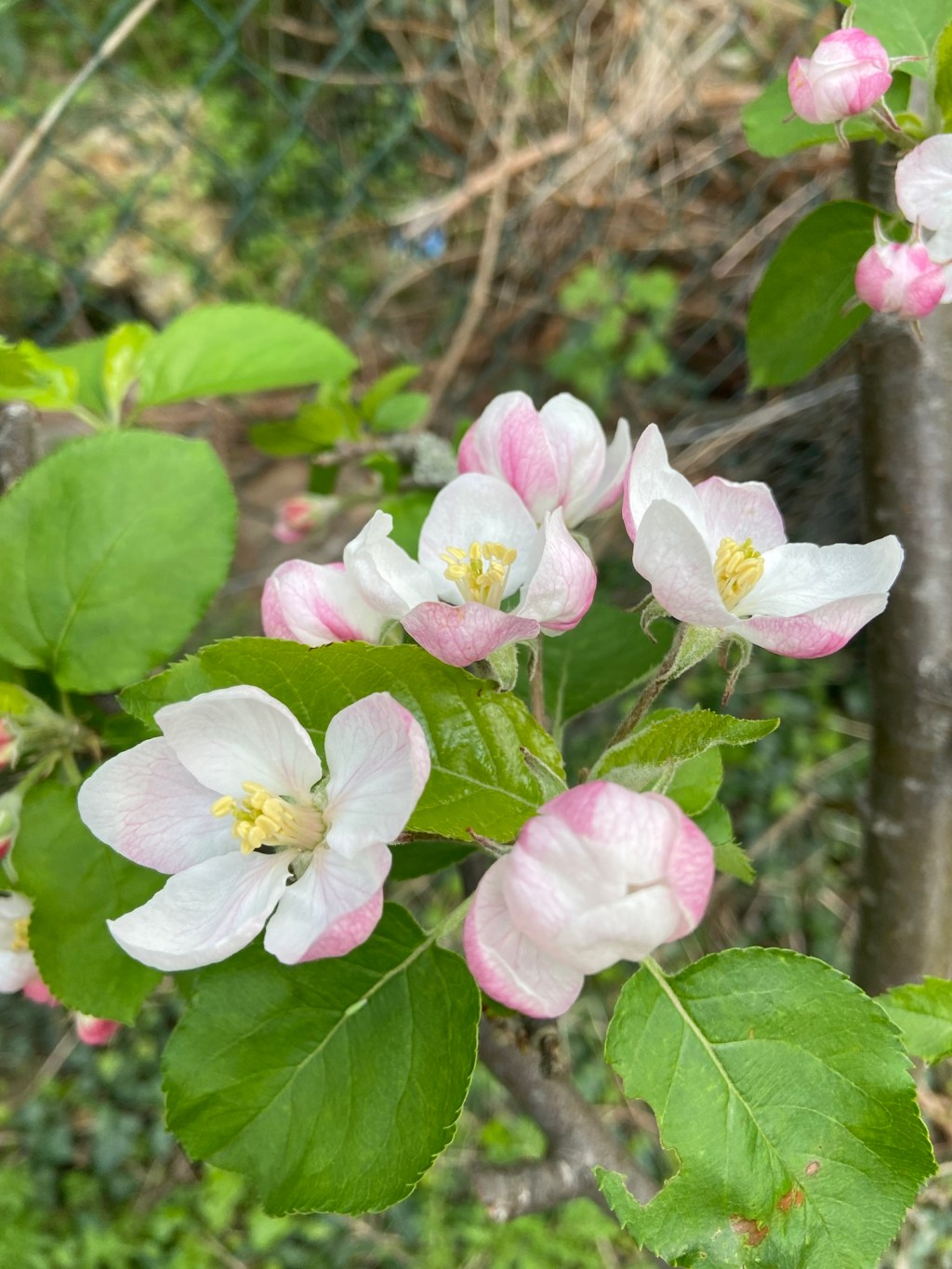 A weekend in the garden