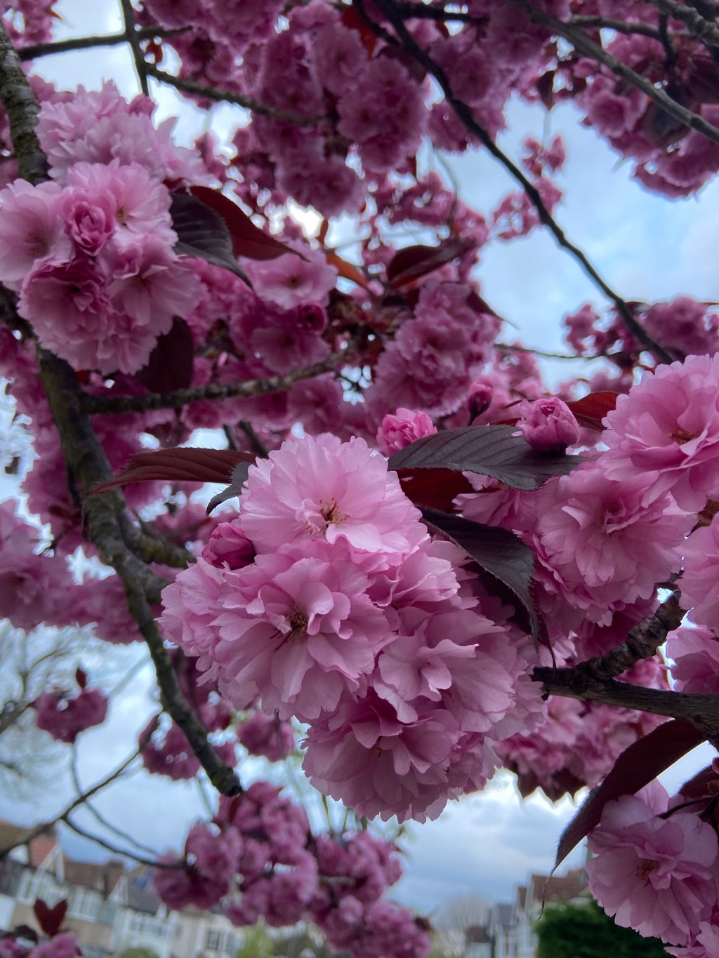 Gardening, planning and reading