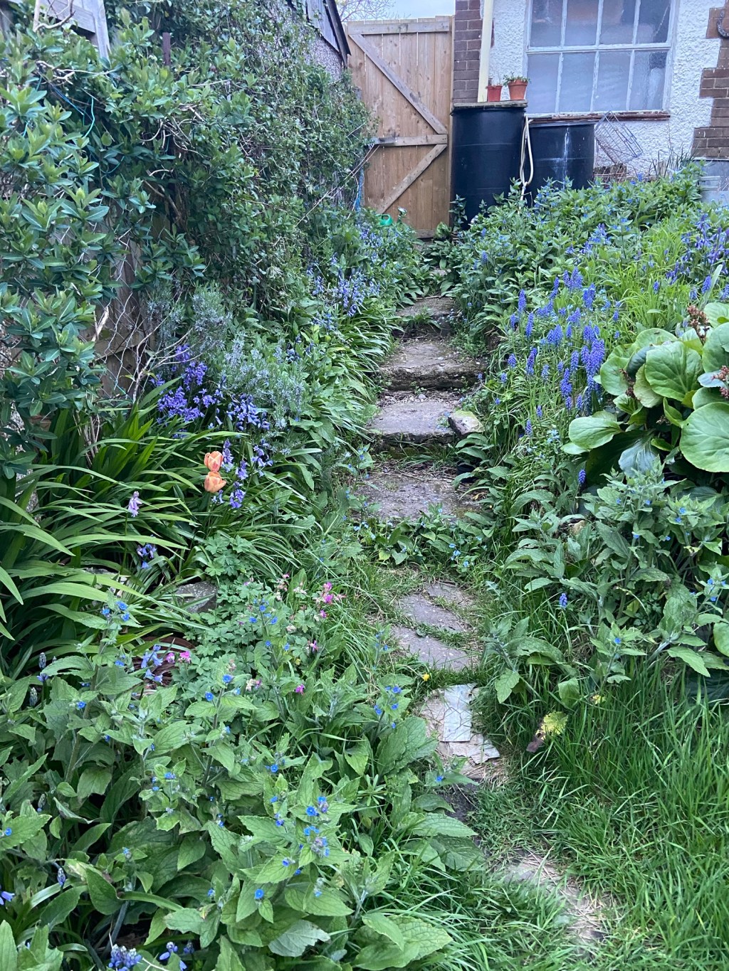 Last night I planted my asparagus crowns