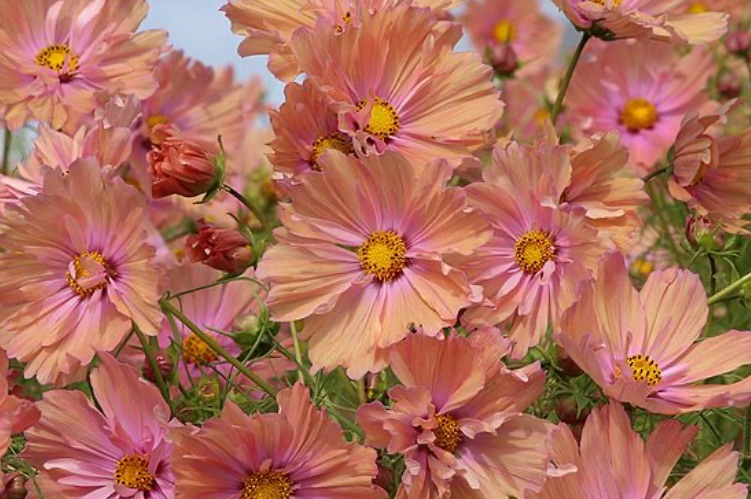Apricotta Cosmos