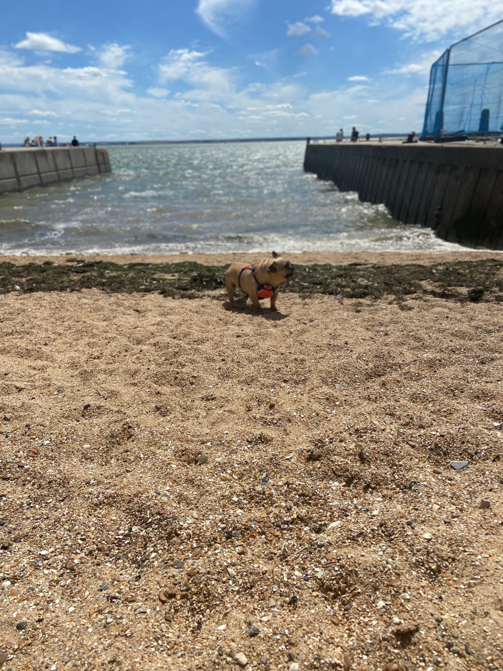 I wouldn’t be without my&nbsp;Frank