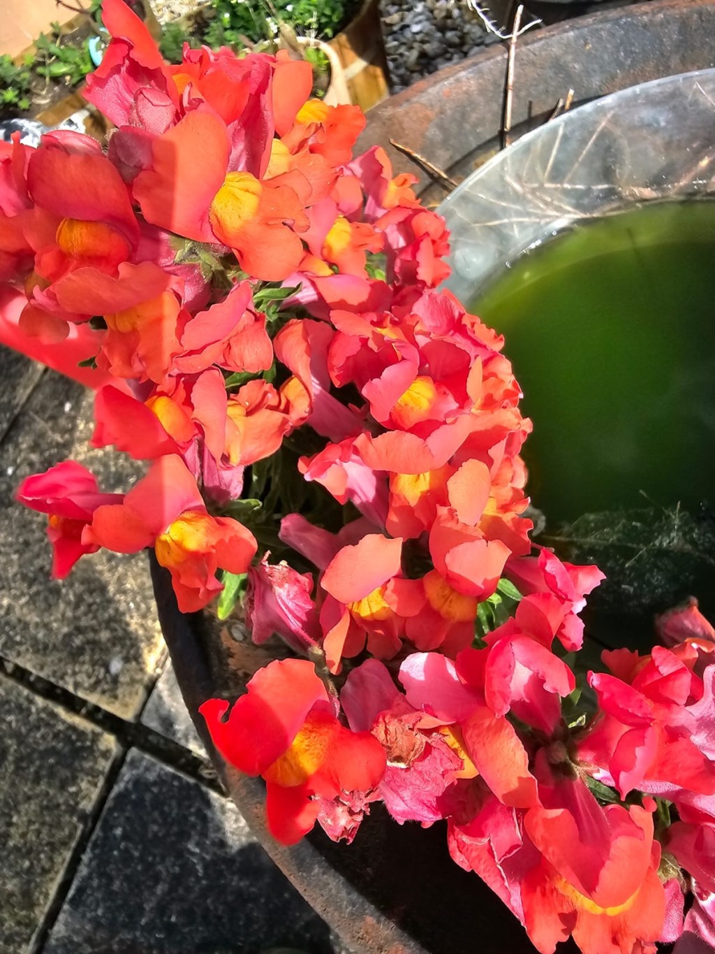 Lots of plants need the the&nbsp;cold