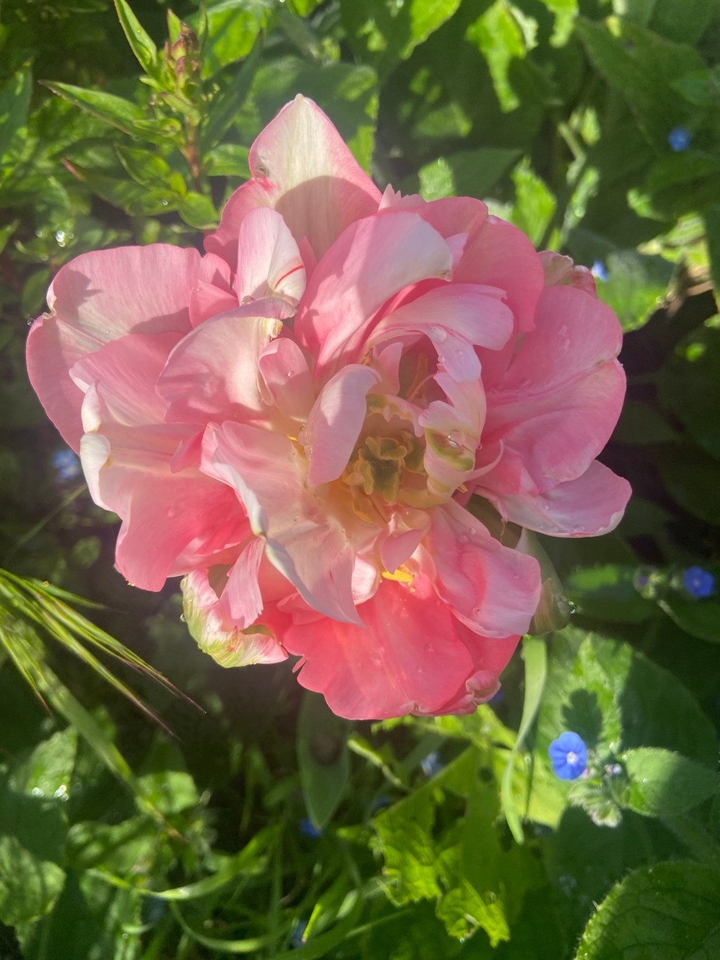 The builder arrived: goodbye garden, hello&nbsp;mess.