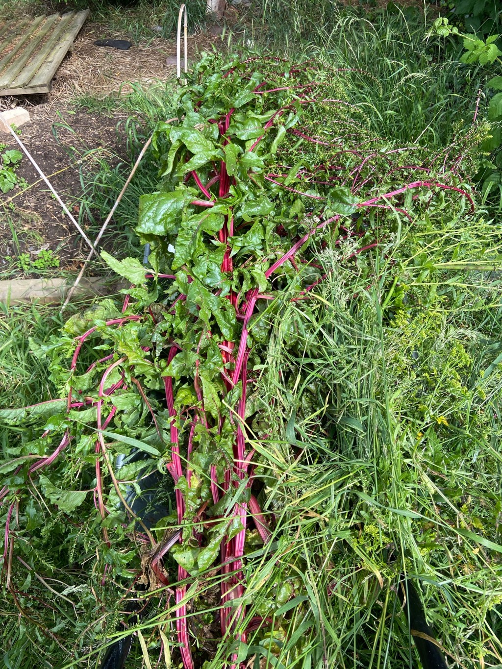 Growing flowers and veg brings me the utmost joy